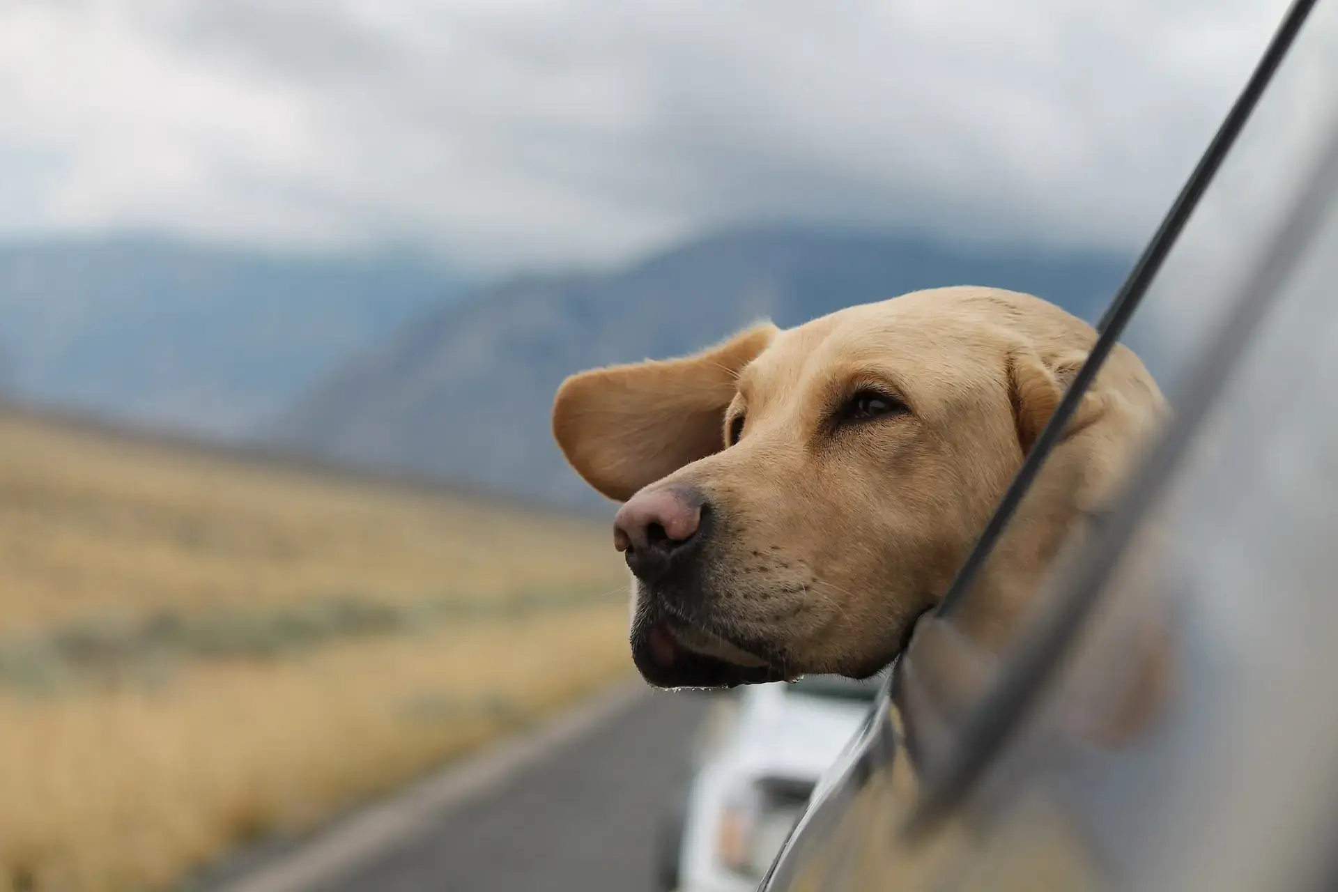 Dog sticking head out window during car ride