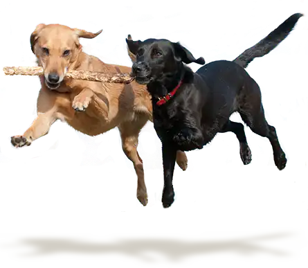 Two dogs jumping with a stick in their mouths.