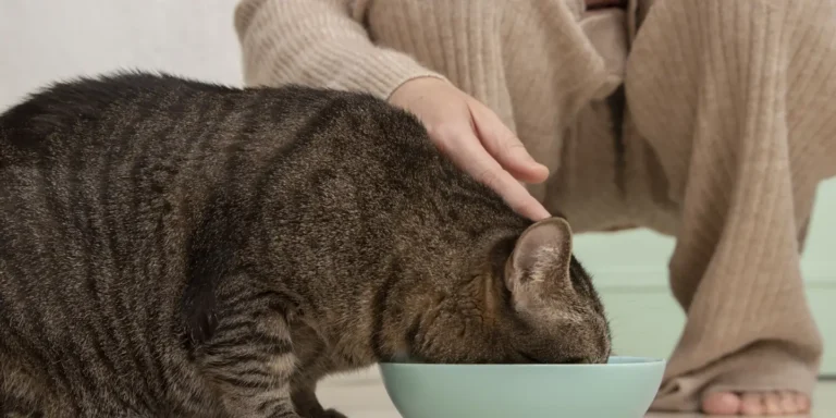 best way to feed your cat