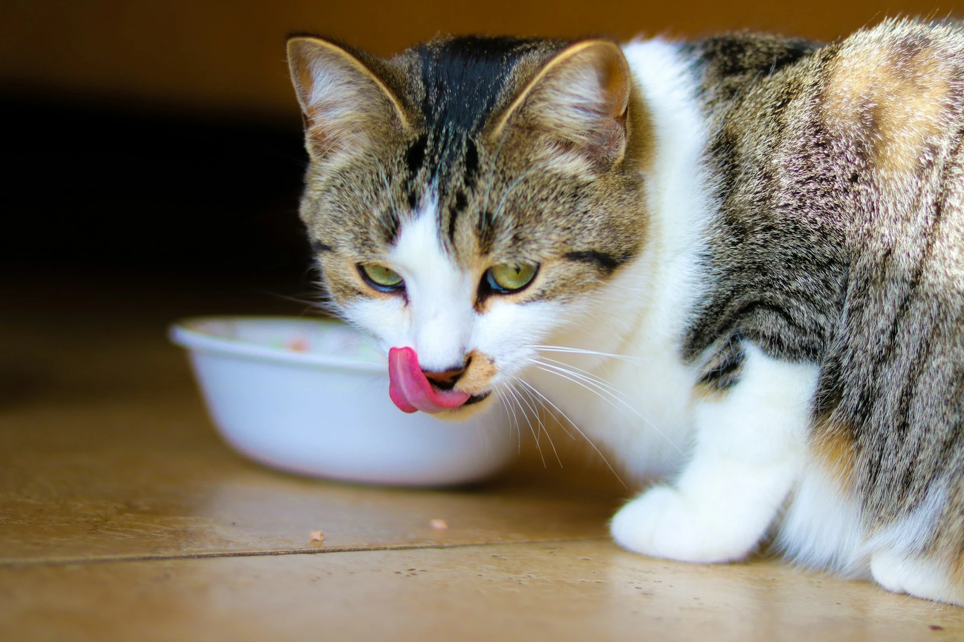 Calico cat licking her lips