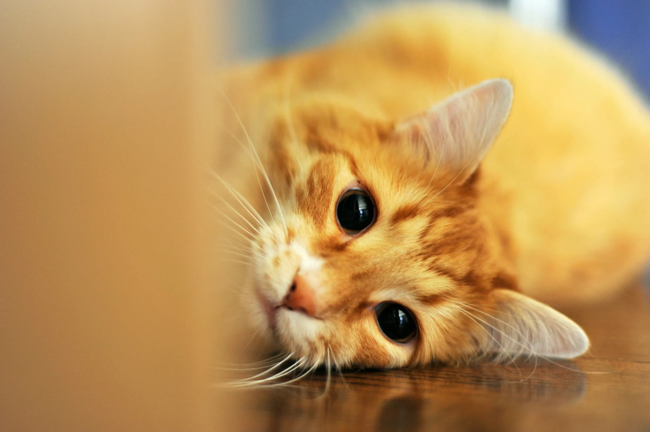 ginger cat lying on floor looking into camera