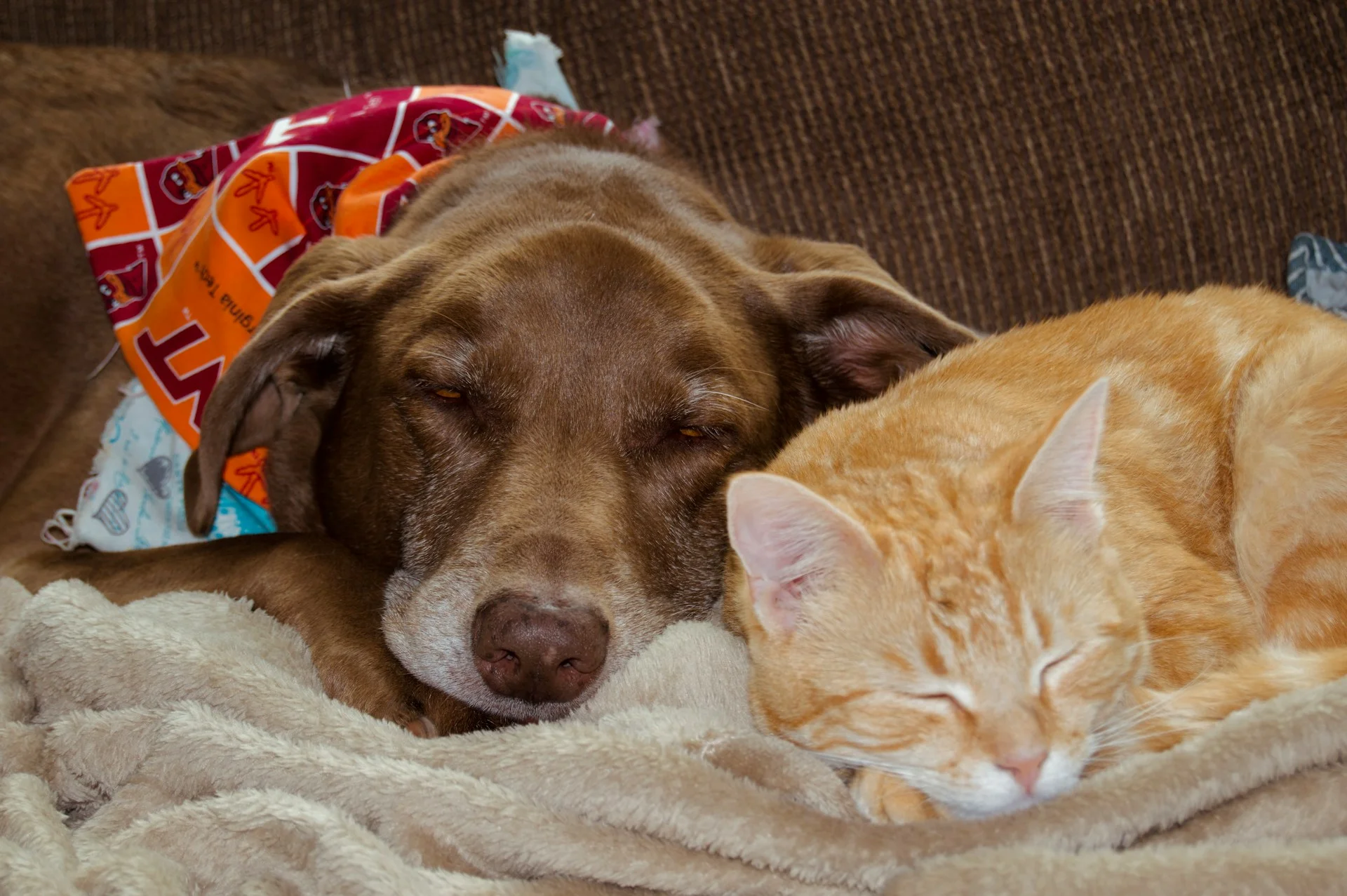 Brown dog and ginger cat snoozing together