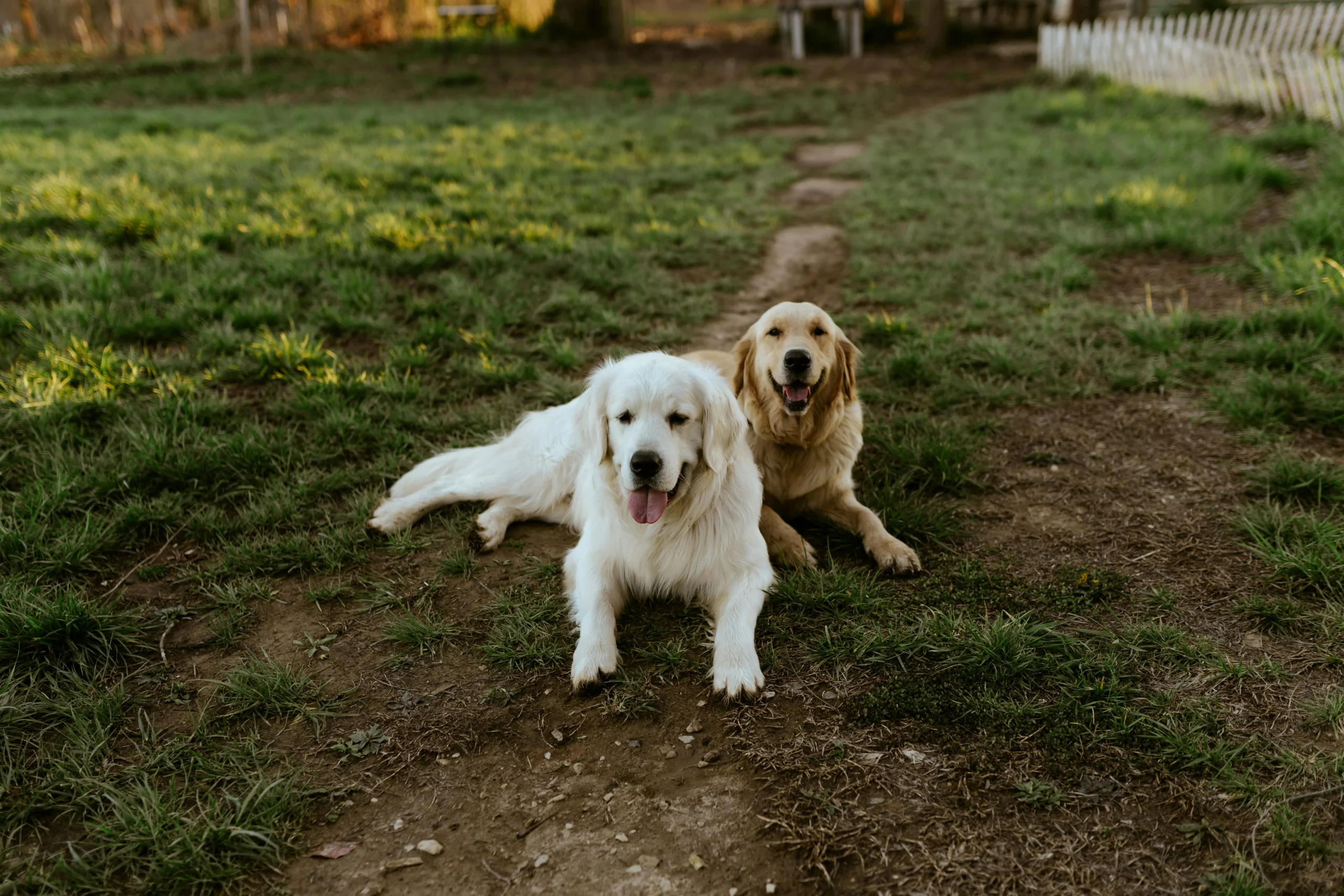 two dogs lying on the ground