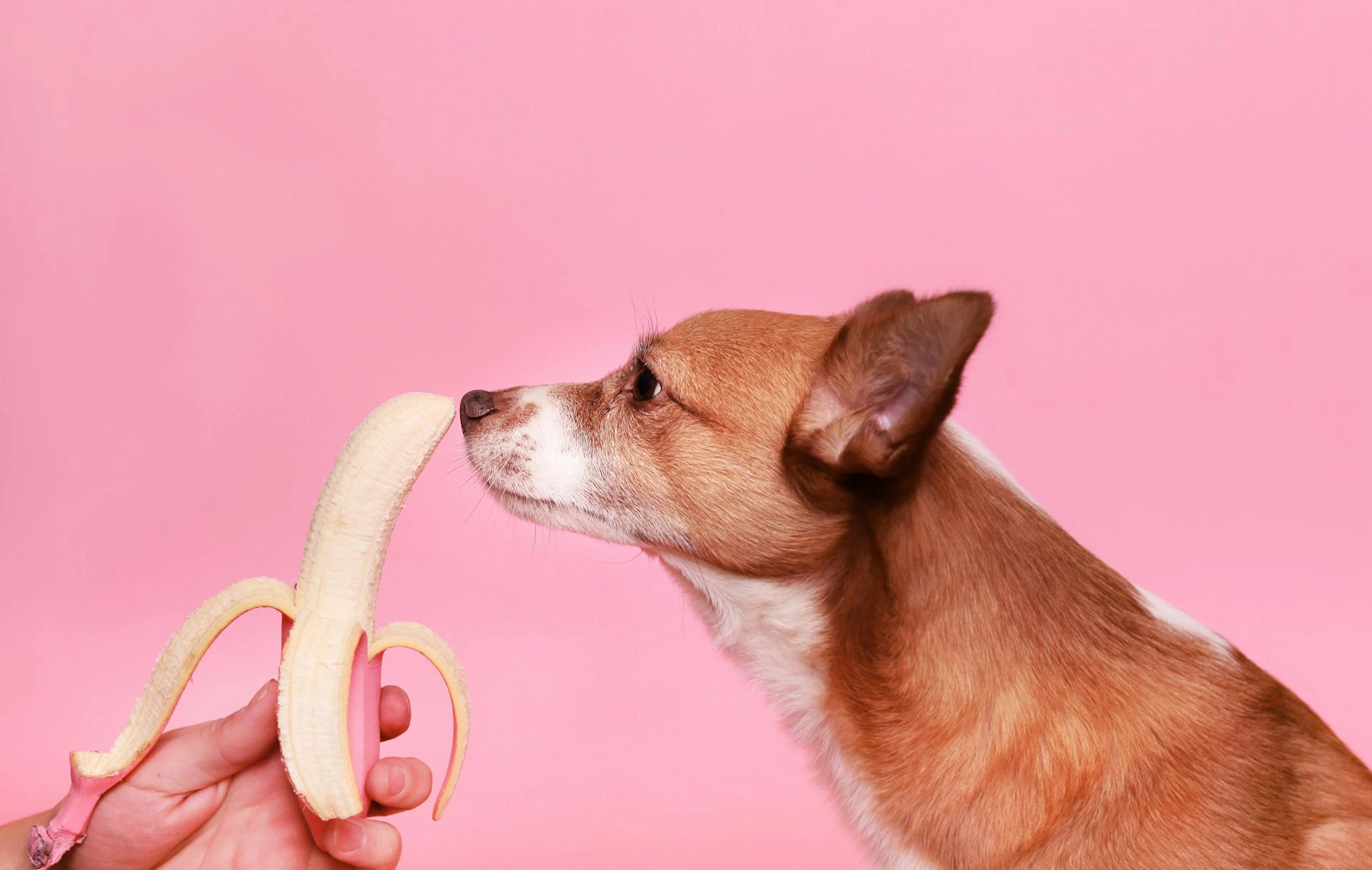 A dog sniffs a peeled banana held out by a person against a pink background.