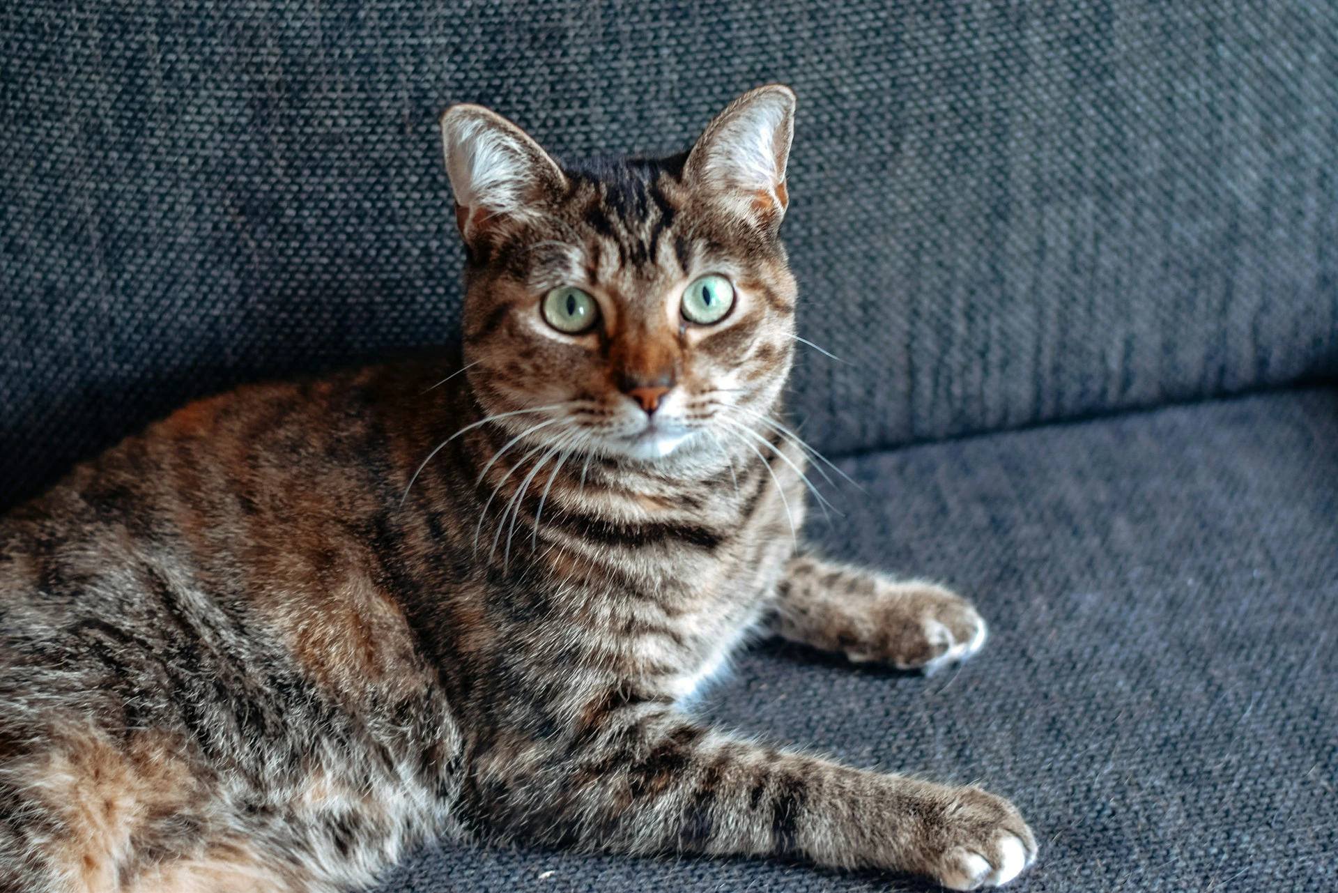 A brown tabby cat sits on a dark grey textured sofa, looking directly at the camera.