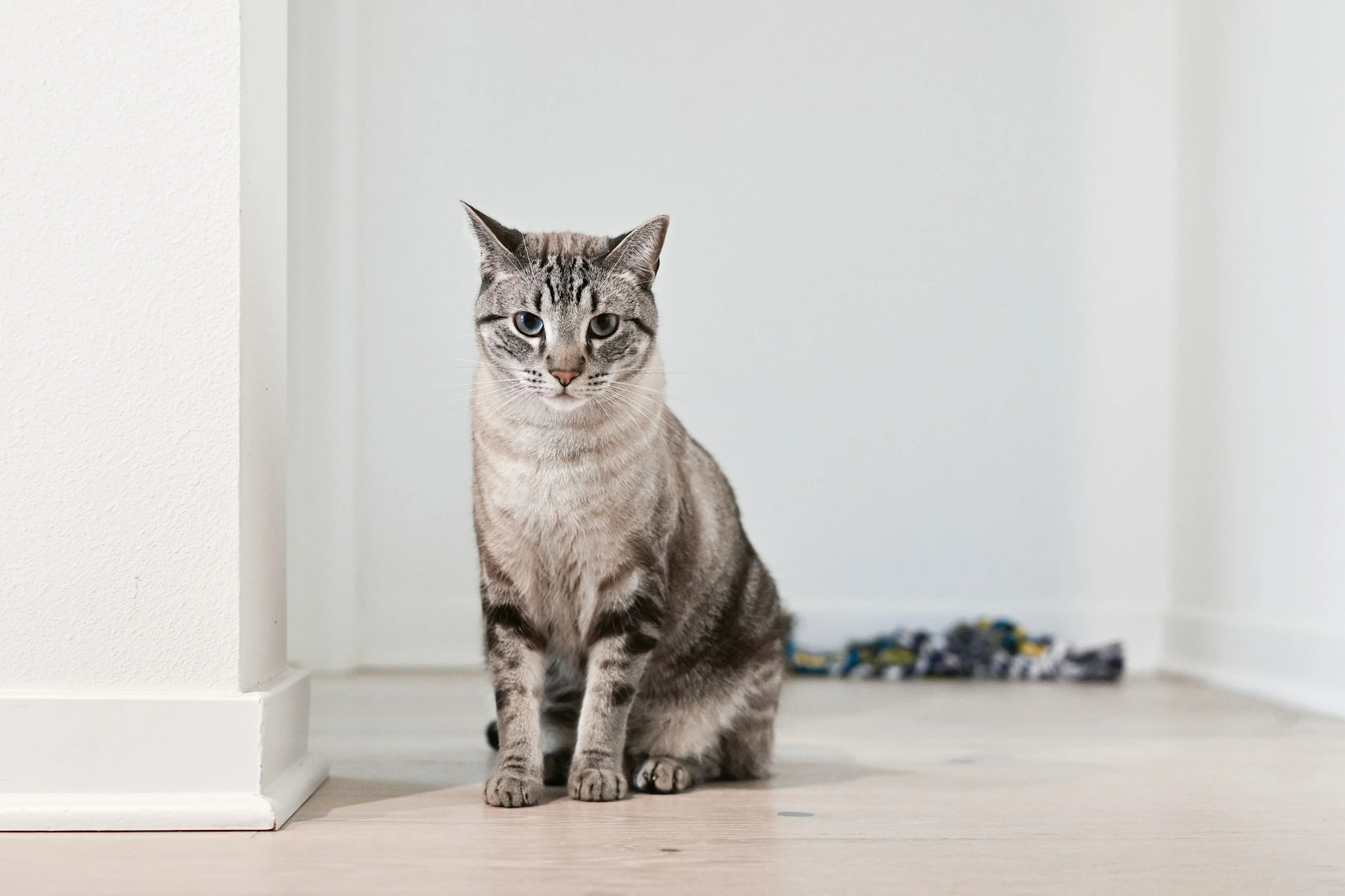 A lynx point Siamese cat sits on a light wood floor against a clean, white minimalist interior.