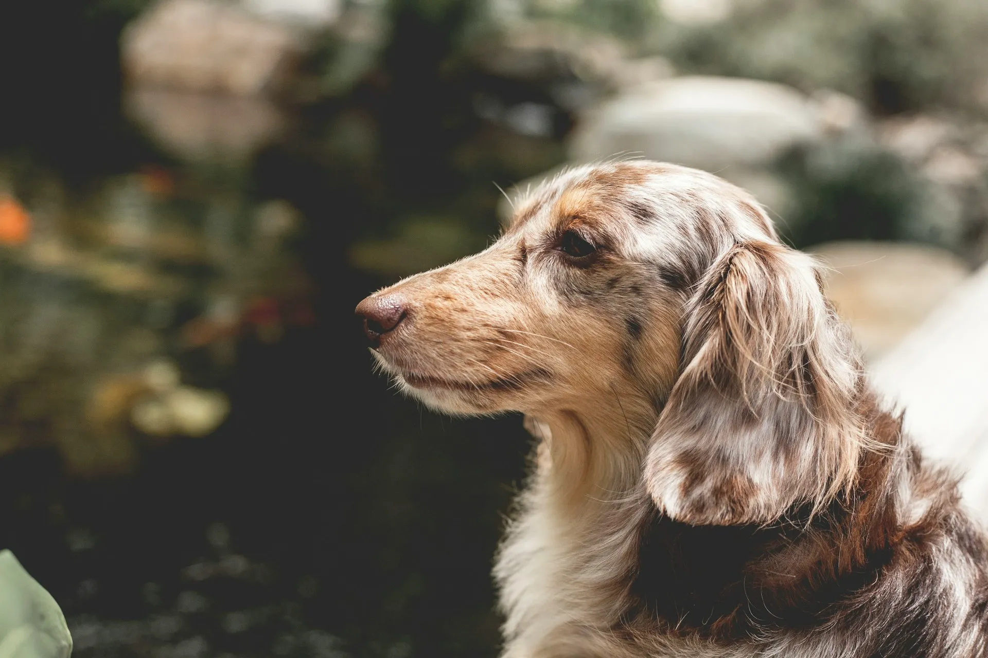 A Dachshund looking off to the side against a soft-focus garden background.