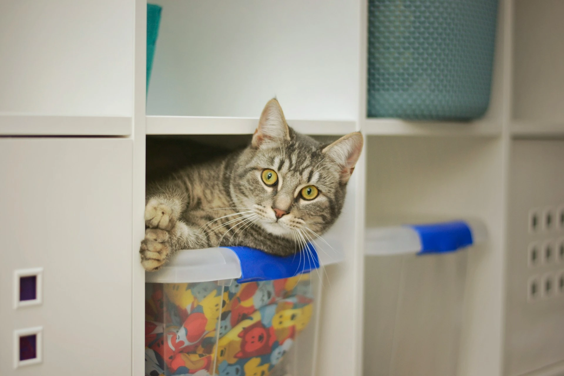 A grey cat peers out from a white shelf on top of a clear plastic bin filled with colorful toys.