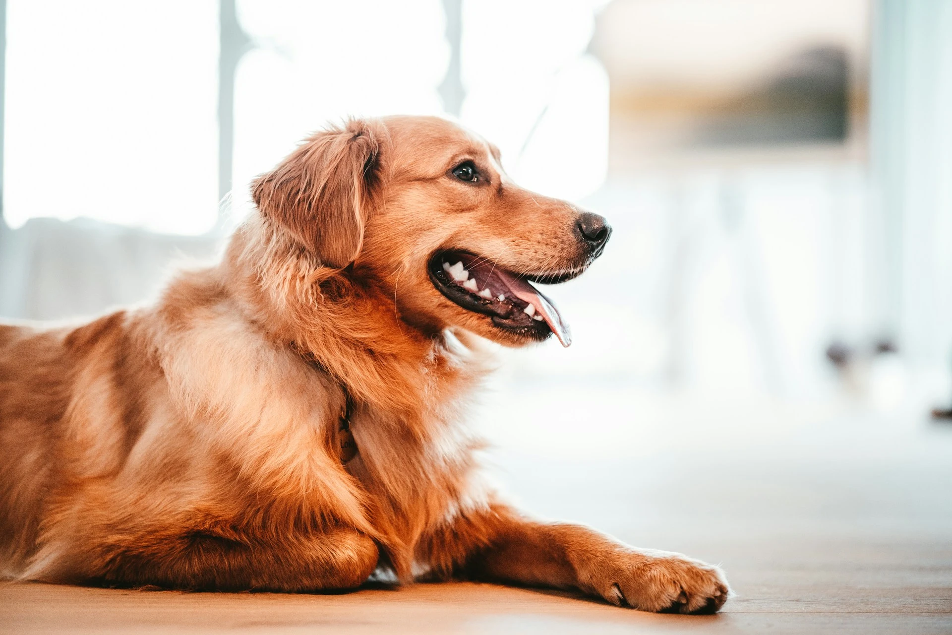 A golden-brown retriever lies on a wooden floor, looking off to the side.