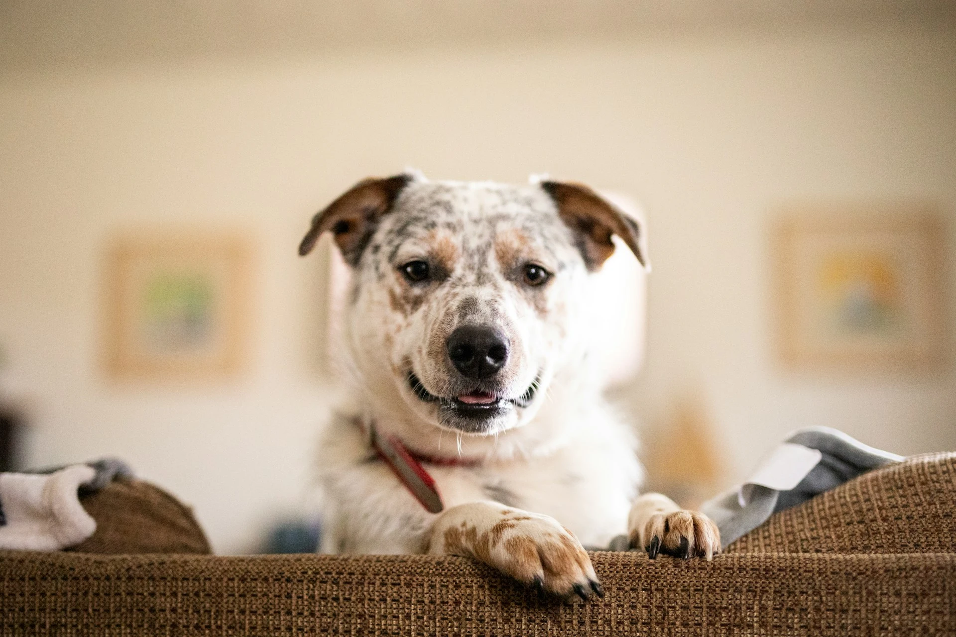 A dog with a red collar peeks over the back of a brown sofa.