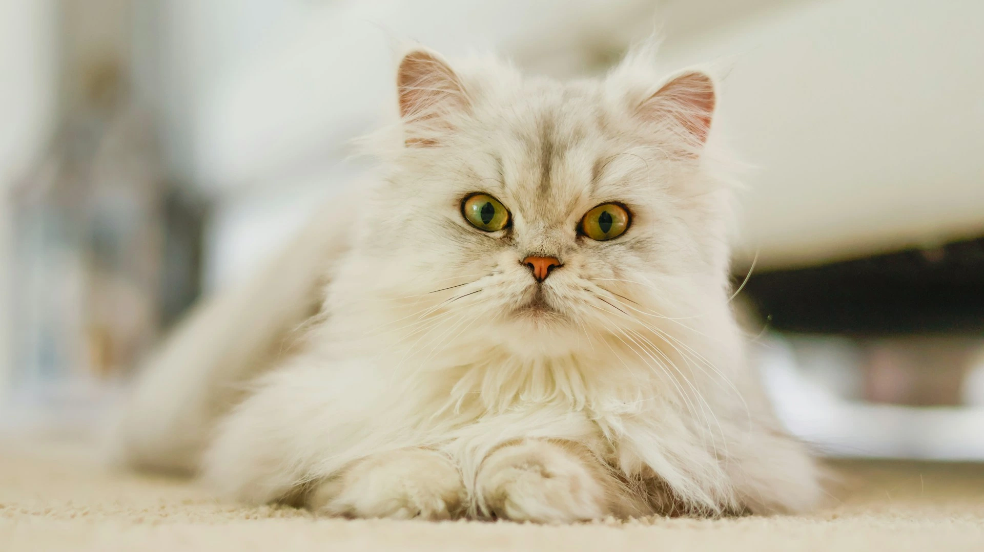 A light grey Persian cat lies on a beige carpet, looking directly at the camera.