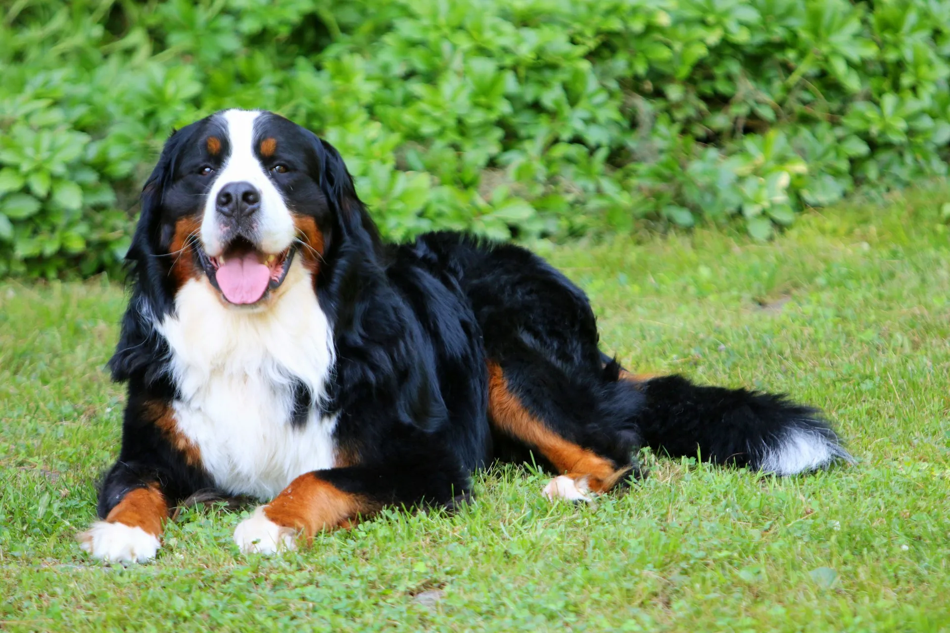 A Bernese Mountain Dog lies on a green lawn against a lush green bushes.