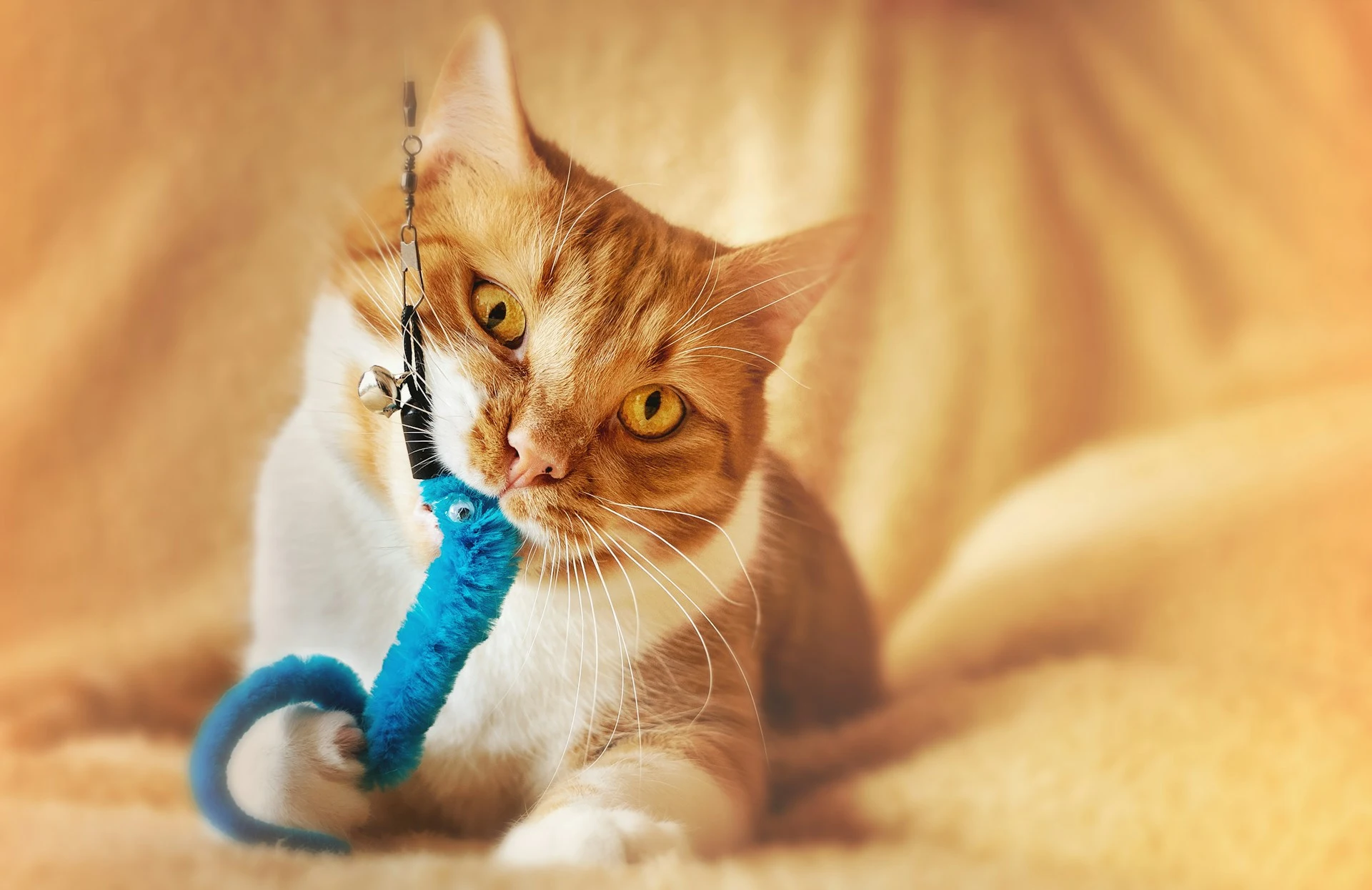 An orange and white cat playfully bites a blue, fuzzy toy.