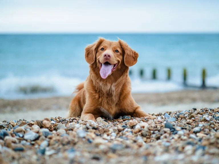 A dog lies on a pebbly beach against a blue ocean waves.