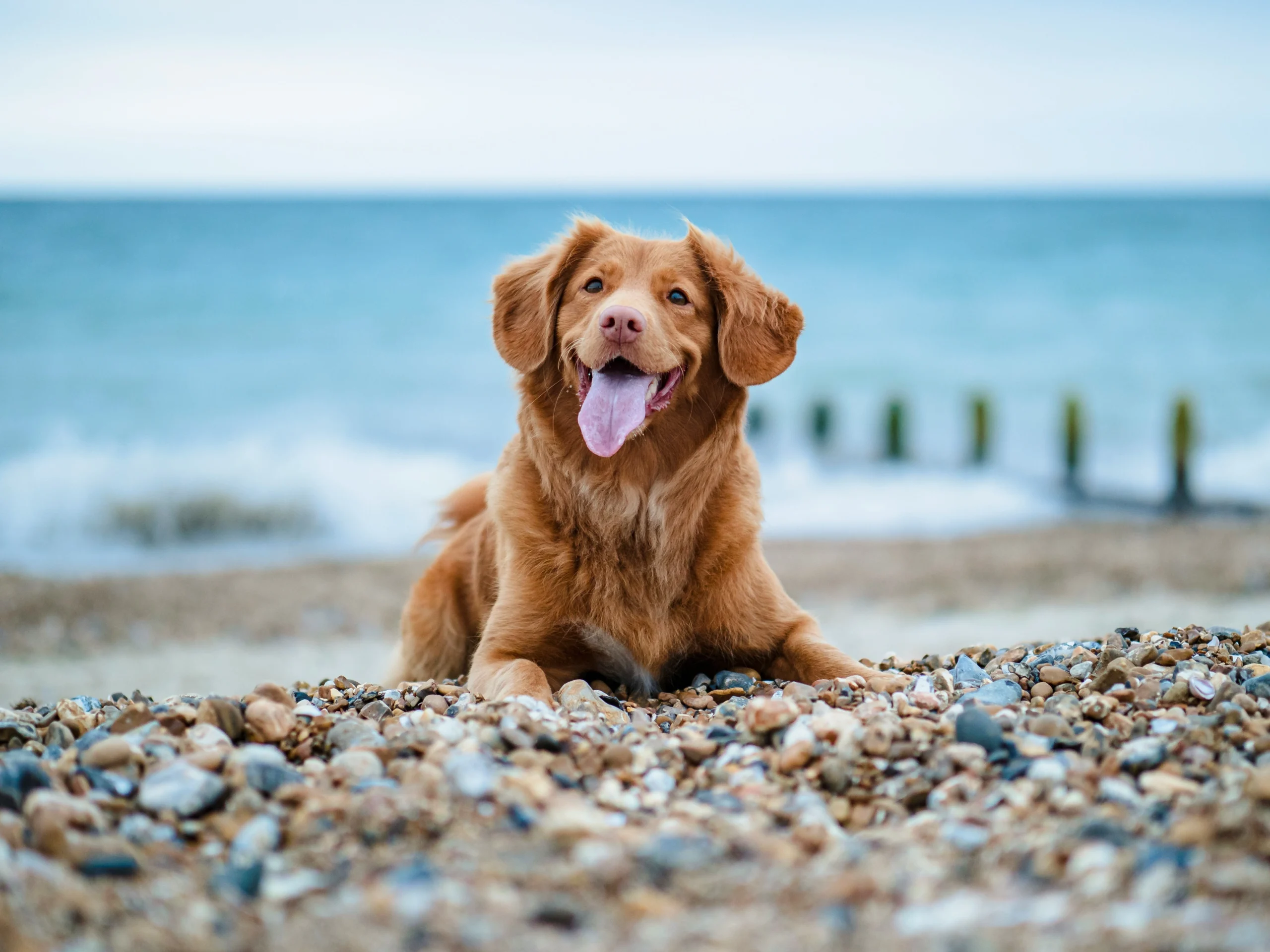 A dog lies on a pebbly beach against a blue ocean waves.