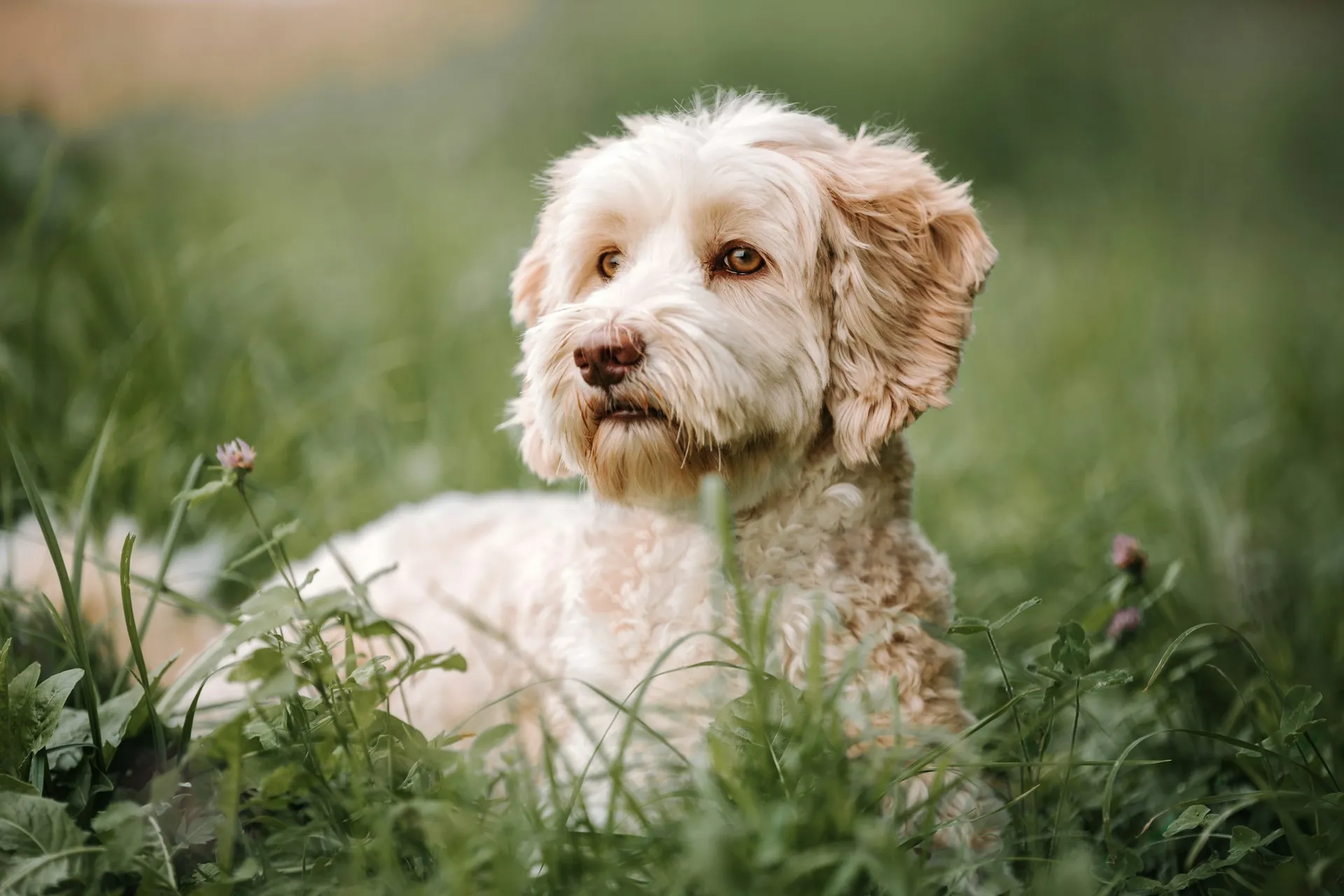 A cream-colored Cockapoo rests in a lush green meadow.