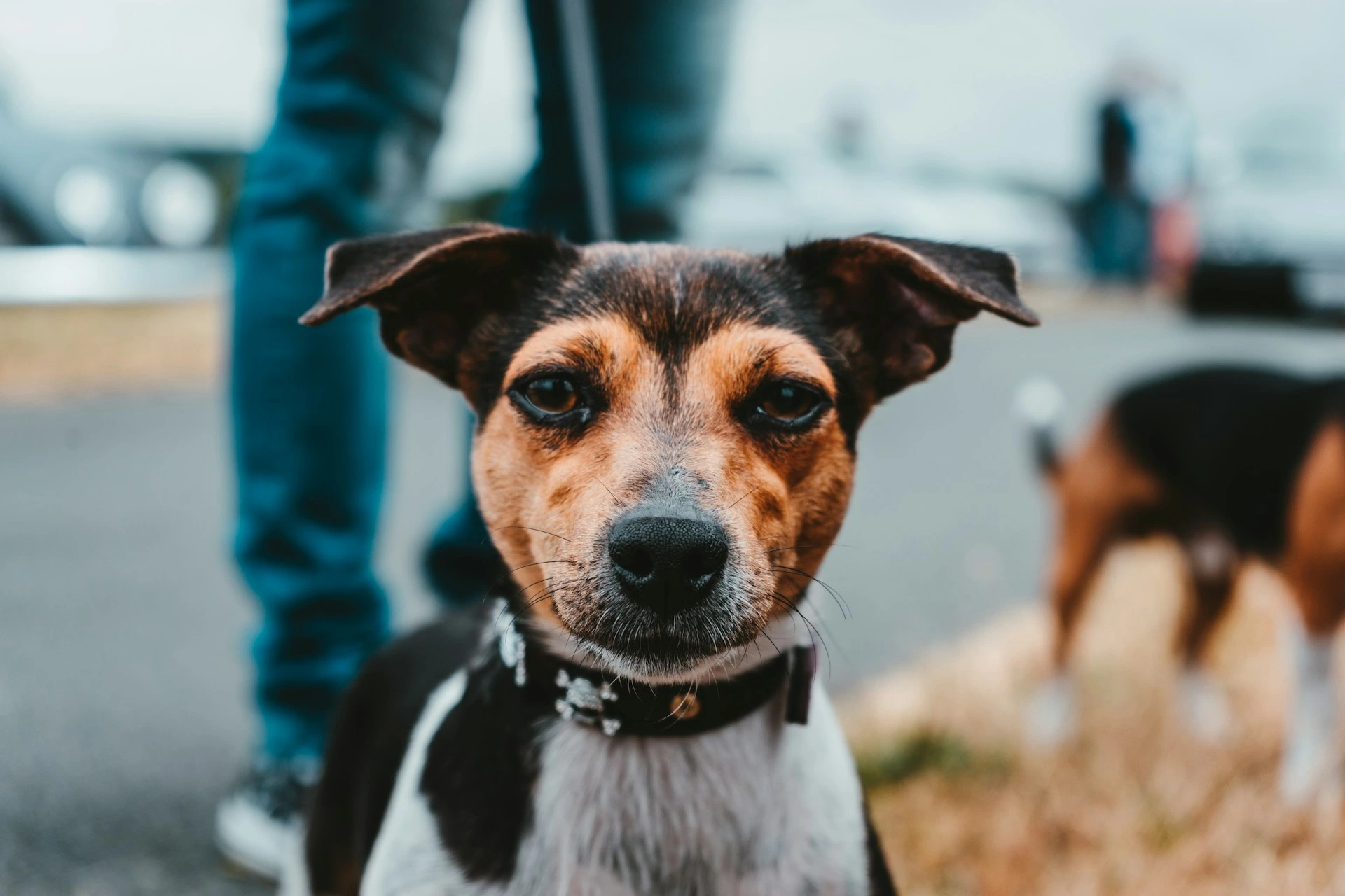 A close-up of a terrier mix while standing outdoors on a leash.