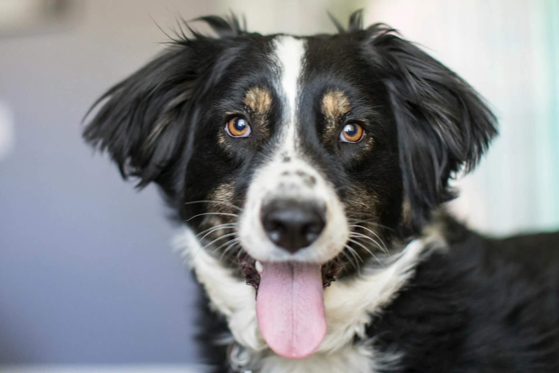 A close-up of a dog looking directly at the camera with an open-mouthed expression and tongue out.