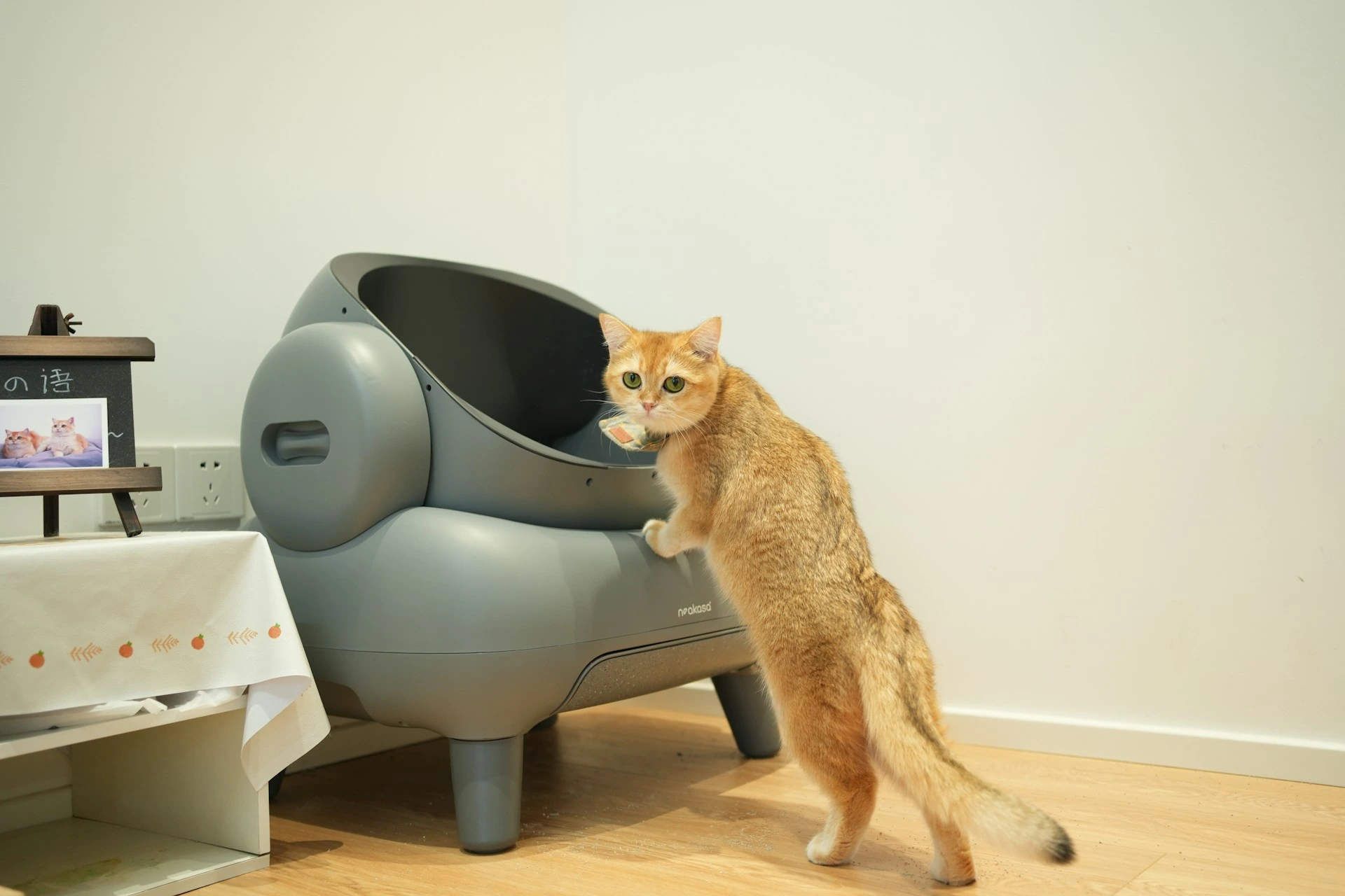 A ginger tabby cat stands on its hind legs to peer litter box.