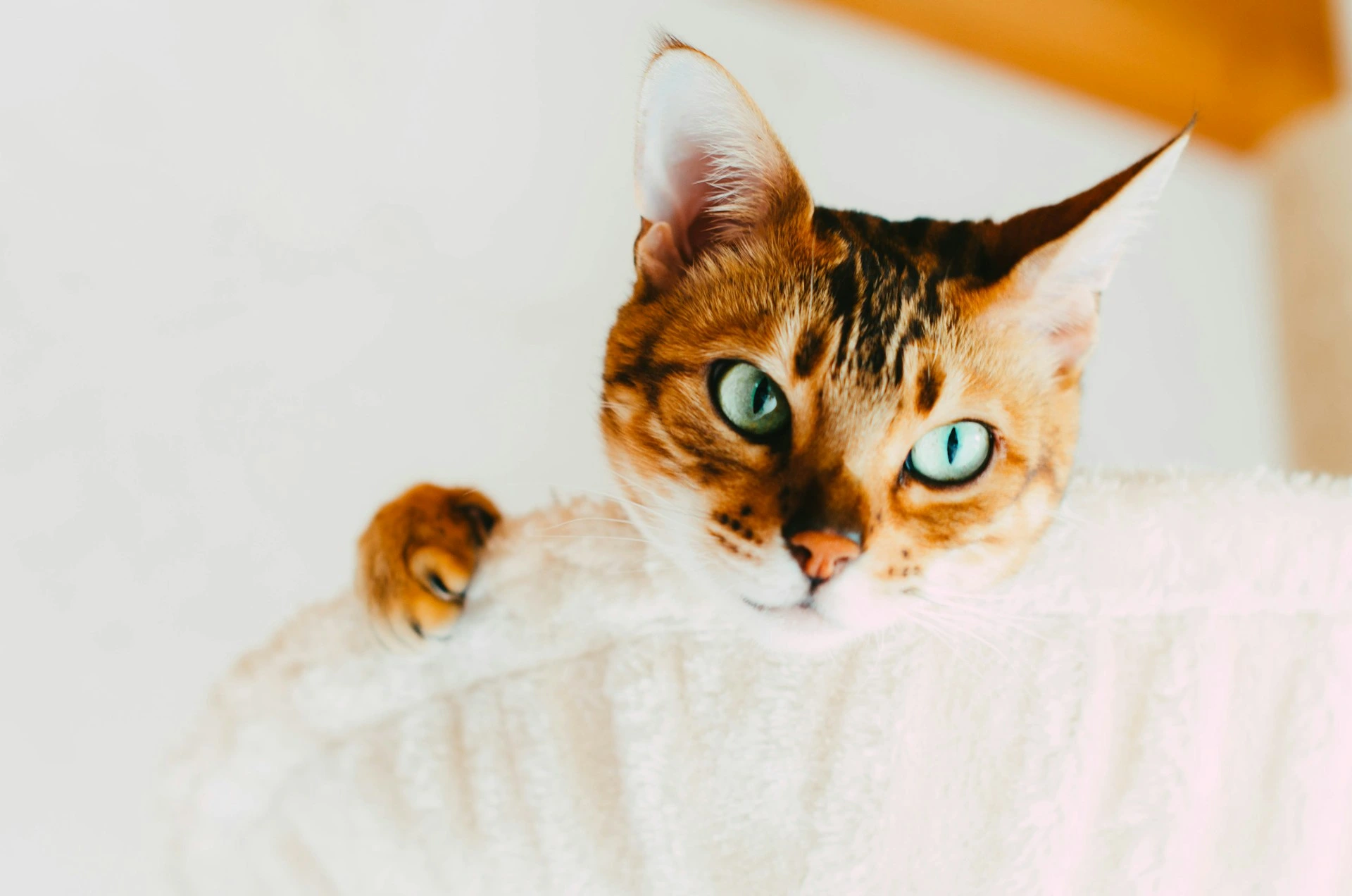 A Bengal cat peeks over the edge of a white, fuzzy cat tree.