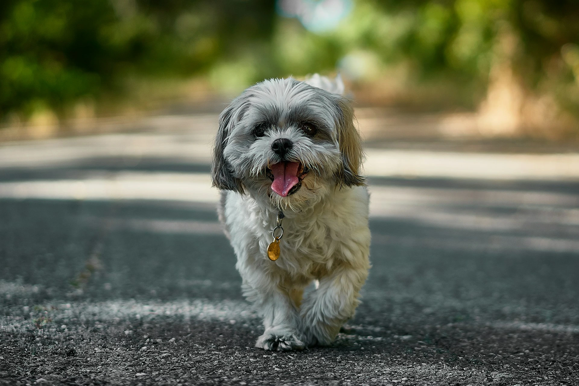 A Shih Tzu walks on an asphalt path set against a blurred green park background.