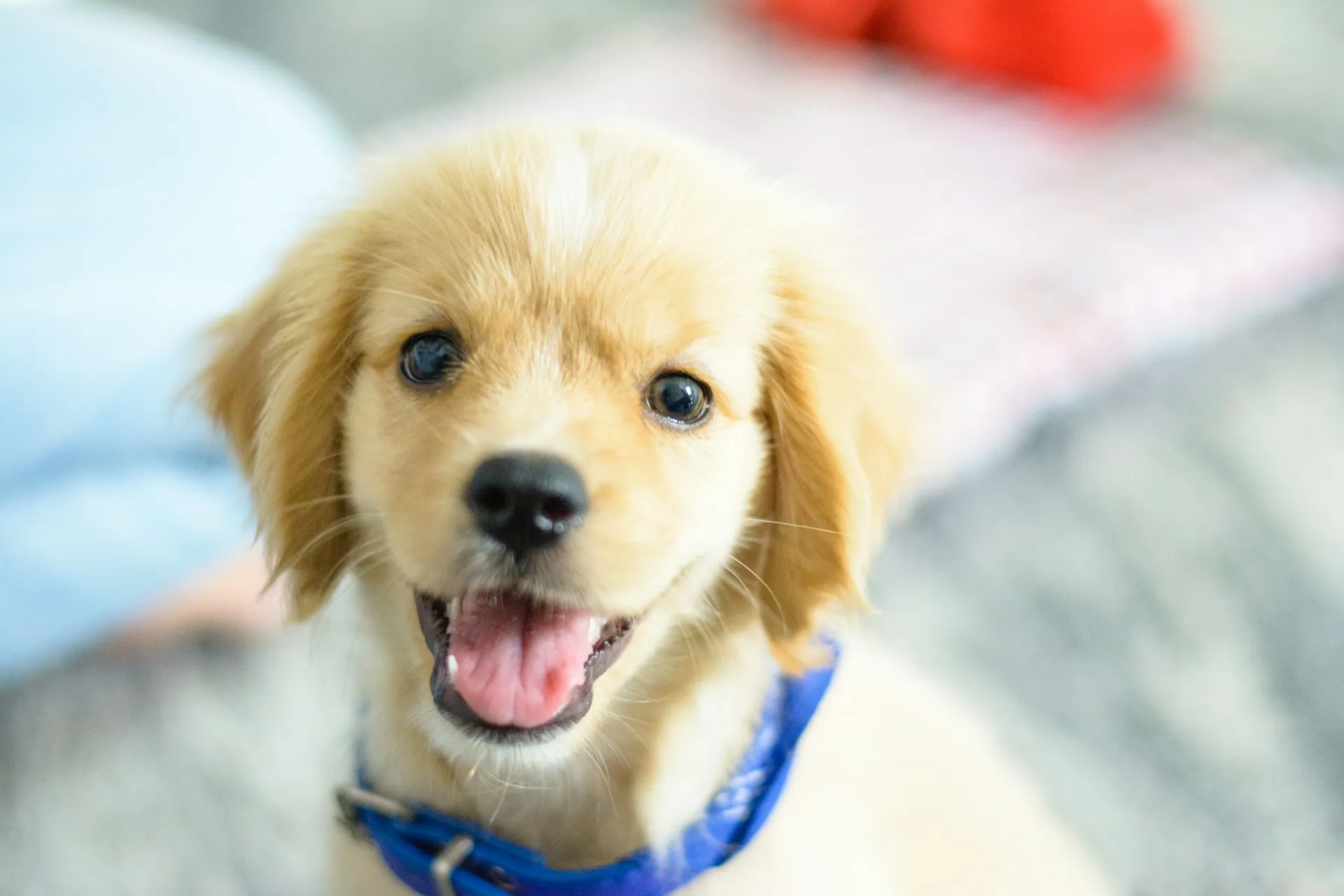 A close-up of a golden puppy looking at the camera with a joyful, open-mouthed expression.
