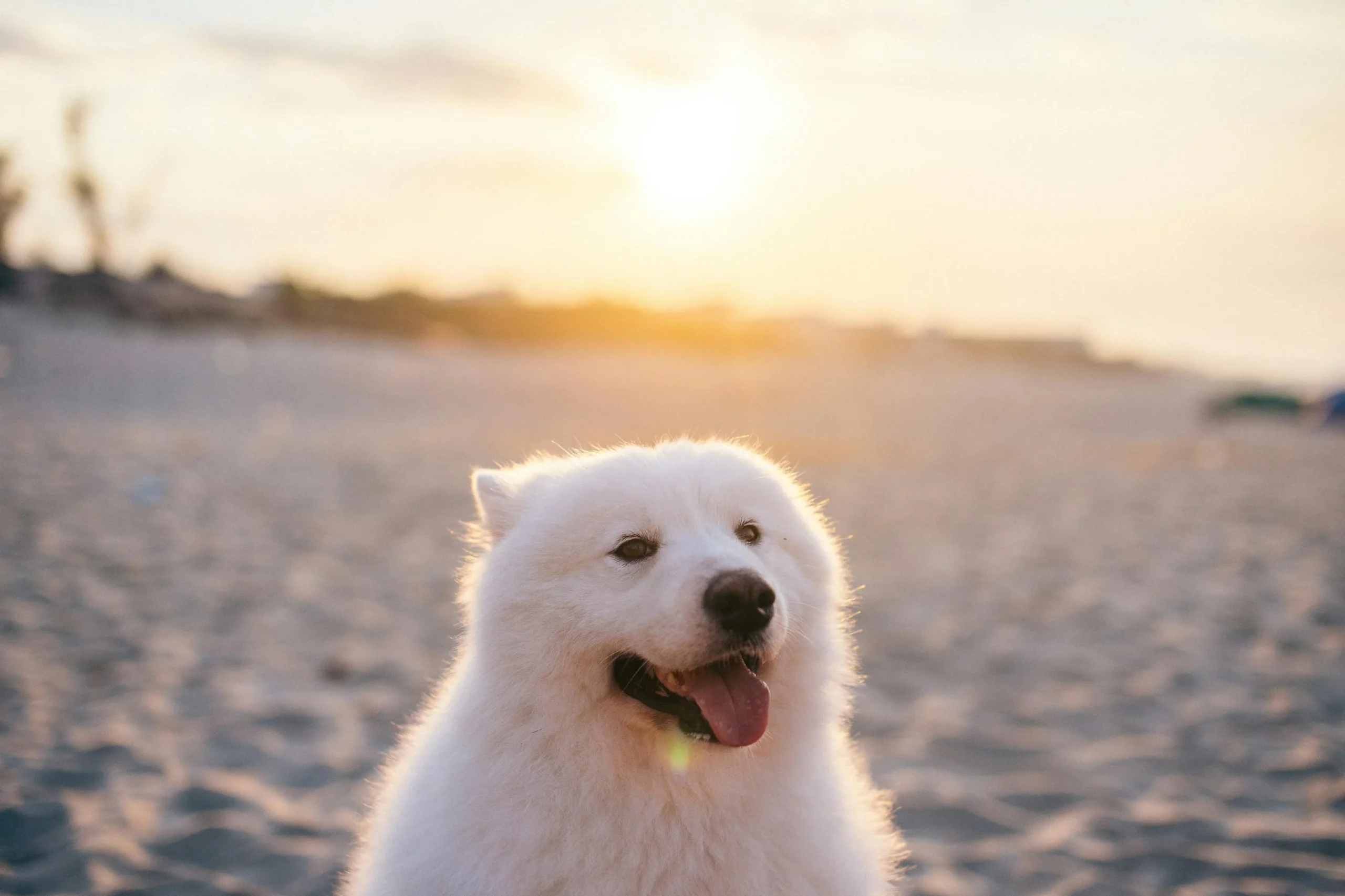 A white Samoyed dog sits on a sandy beach against the sun in the background.