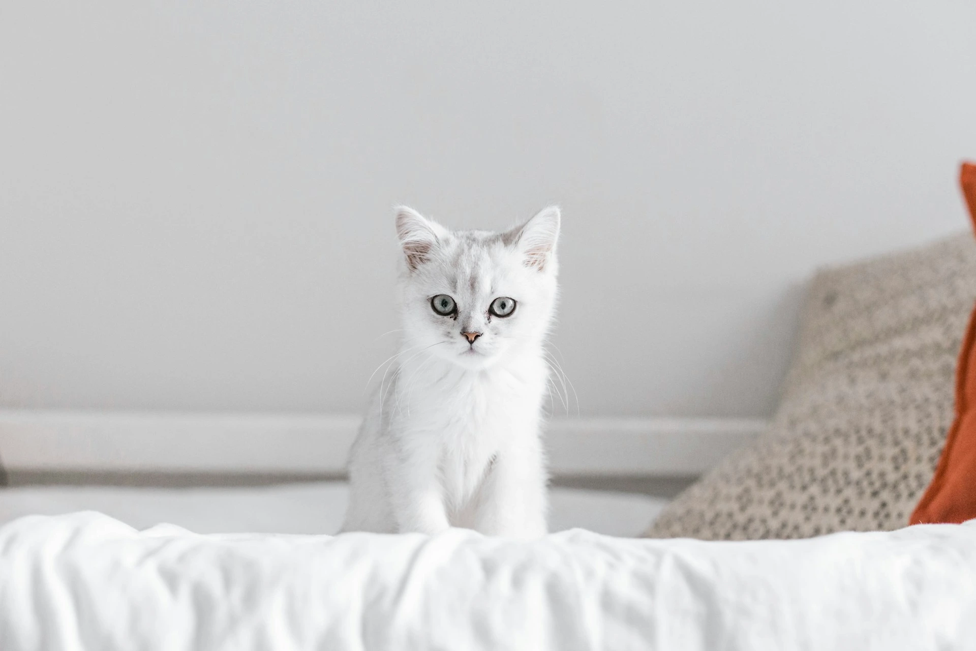 A white British Shorthair kitten sits on a white bedspread.