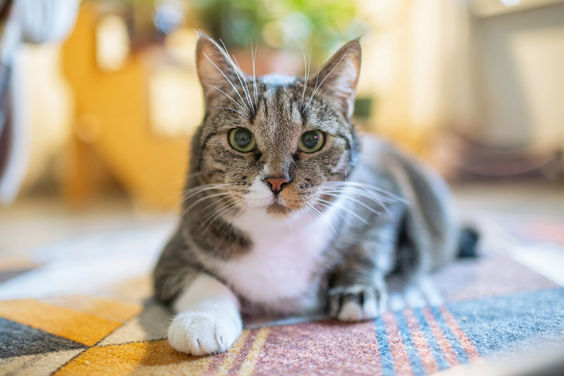 A grey and white tabby cat lies on a patterned rug.