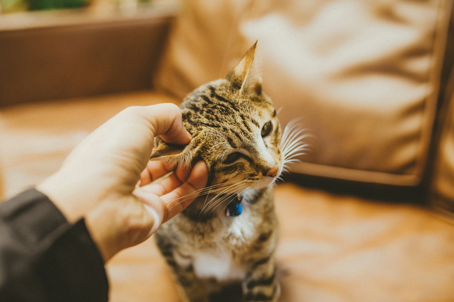 A person scratches the ear of a brown tabby cat while sitting on a tan leather sofa.