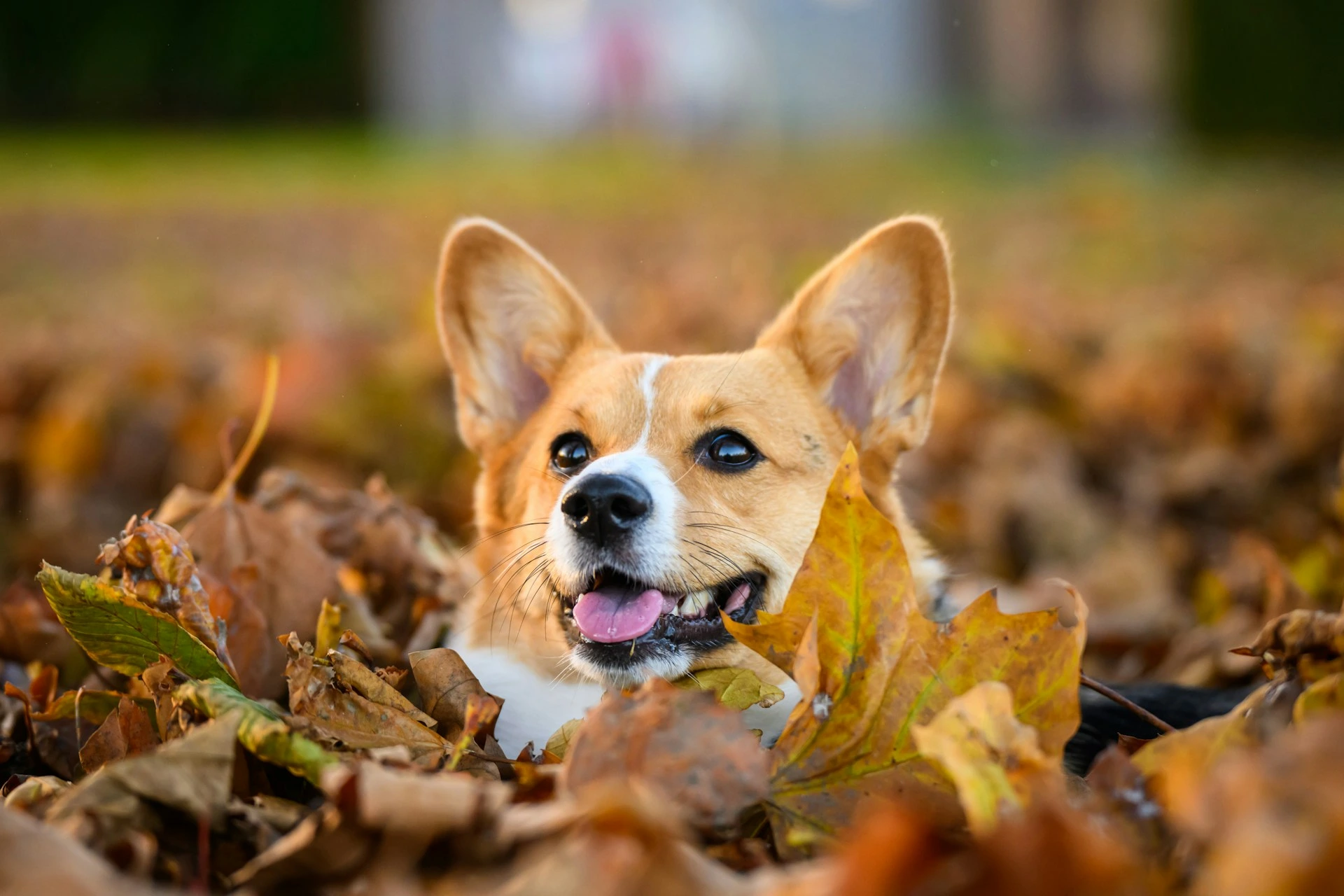 A Pembroke Welsh Corgi peeks out from a large pile of autumn leaves.